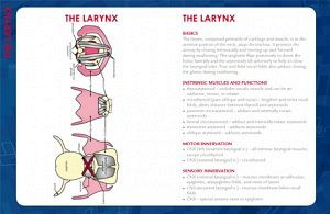 Swallowing And the Larynx